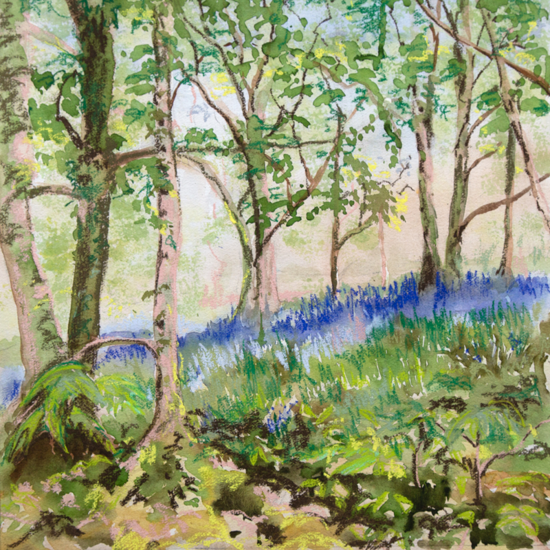 Carpets of b eautiful bluebells in Spring Wood